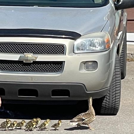Motel Le Jardin Québec Kültér fotó
